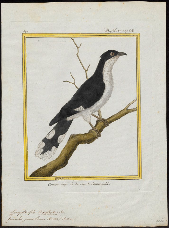 Coccystes jacobinus - 1700-1880 - Print - Iconographia Zoologica - Special Collections University of Amsterdam - UBA01 IZ18800269