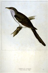 Coccyzus Americanus by John Gould