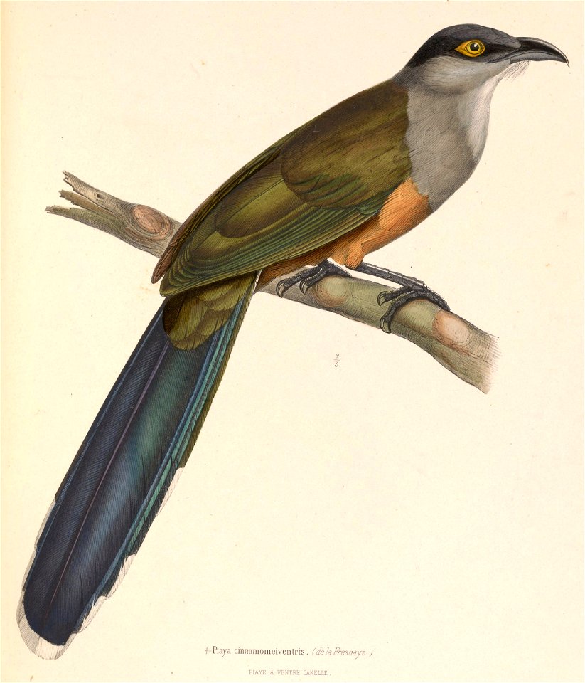 Coccyzus pluvialis 1849