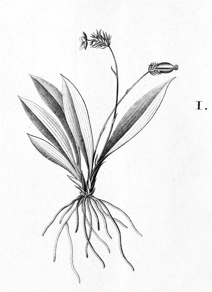 Cochleanthes flabelliformis - cropped 1
