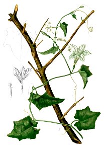 Coccinia grandis Blanco2.414b-cropped