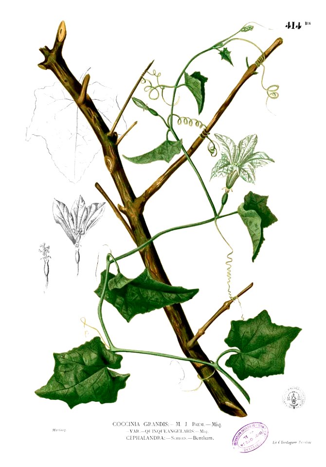 Coccinia grandis Blanco2.414b