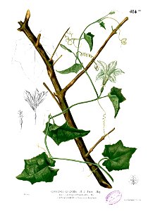 Coccinia grandis Blanco2.414b