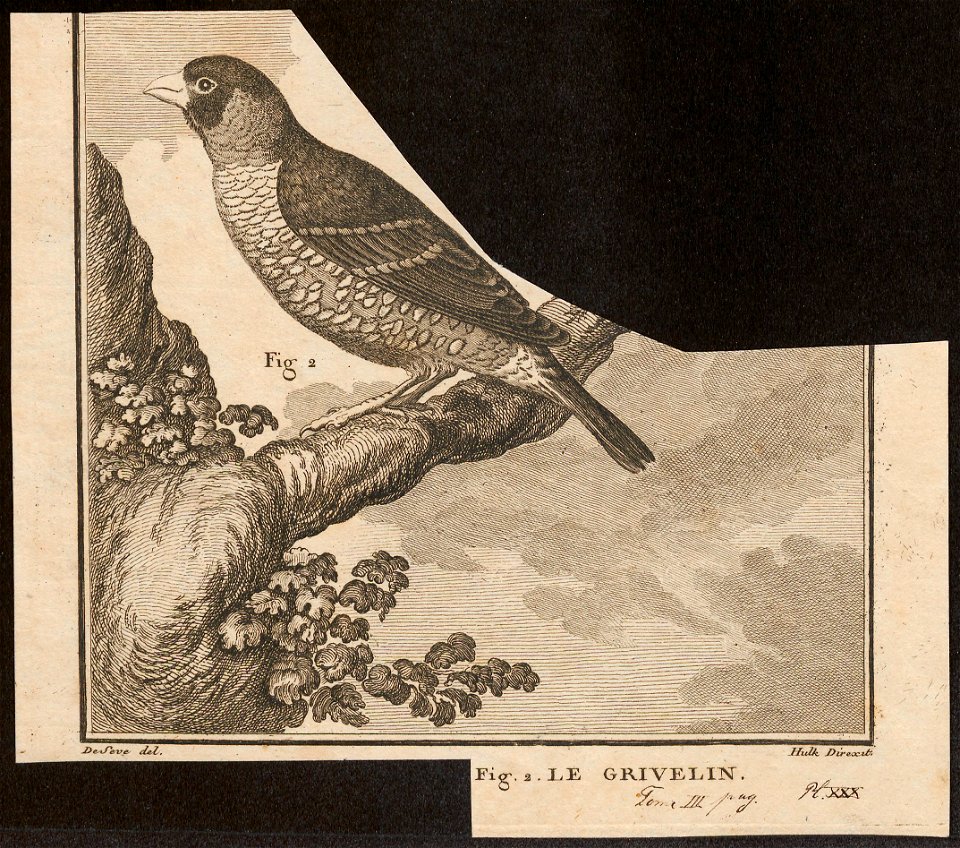 Coccothraustes spec. - 1700-1880 - Print - Iconographia Zoologica - Special Collections University of Amsterdam - UBA01 IZ15900207