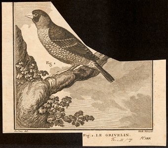 Coccothraustes spec. - 1700-1880 - Print - Iconographia Zoologica - Special Collections University of Amsterdam - UBA01 IZ15900207