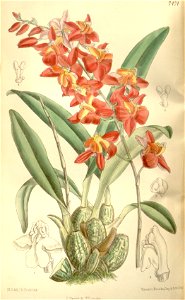 Cochlioda noezliana - Curtis' 122 (Ser. 3 no. 52) pl 7474 (1896)