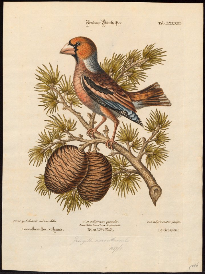 Coccothraustes vulgaris - 1700-1880 - Print - Iconographia Zoologica - Special Collections University of Amsterdam - UBA01 IZ16000301