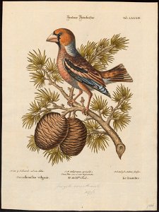 Coccothraustes vulgaris - 1700-1880 - Print - Iconographia Zoologica - Special Collections University of Amsterdam - UBA01 IZ16000301