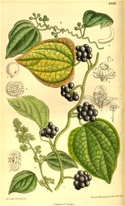 Cocculus trilobus 139-8489