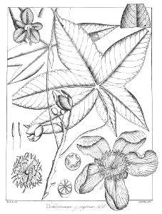 Cochlospermum gossypium Govindoo