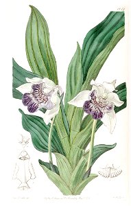 Cochleanthes flabelliformis (as Zygopetalum cochleare) - Edwards vol 22 pl 1857 (1836). Free illustration for personal and commercial use.