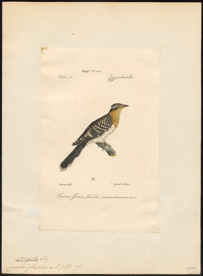 Coccystes glandarius - 1842-1848 - Print - Iconographia Zoologica - Special Collections University of Amsterdam - UBA01 IZ18800255