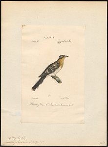 Coccystes glandarius - 1842-1848 - Print - Iconographia Zoologica - Special Collections University of Amsterdam - UBA01 IZ18800255