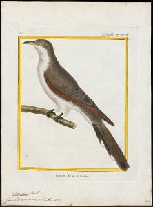 Coccyzus americanus - 1700-1880 - Print - Iconographia Zoologica - Special Collections University of Amsterdam - UBA01 IZ18800195