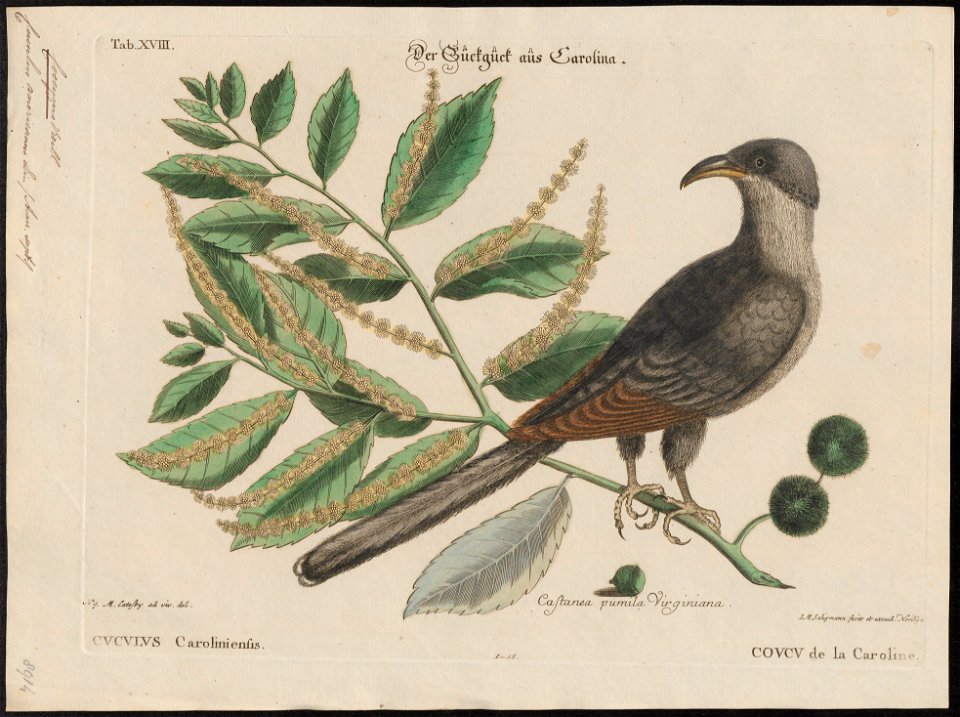 Coccyzus americanus - 1700-1880 - Print - Iconographia Zoologica - Special Collections University of Amsterdam - UBA01 IZ18800197