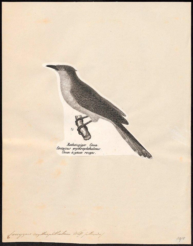 Coccyzus erythrophthalmus - 1809-1845 - Print - Iconographia Zoologica - Special Collections University of Amsterdam - UBA01 IZ18800199
