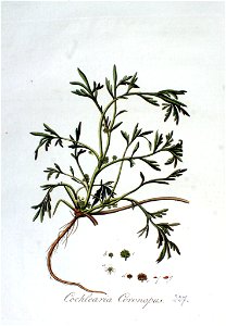 Cochlearia coronopus — Flora Batava — Volume v3