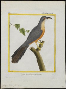 Coccyzus minor - 1700-1880 - Print - Iconographia Zoologica - Special Collections University of Amsterdam - UBA01 IZ18800201