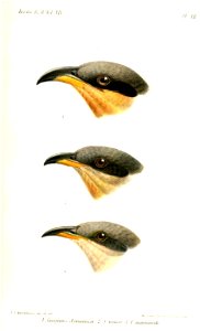 CoccyzusKeulemans