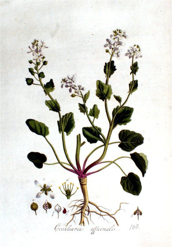 Cochlearia officinalis — Flora Batava — Volume v2