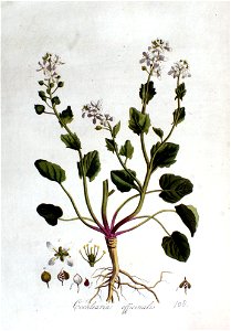 Cochlearia officinalis — Flora Batava — Volume v2