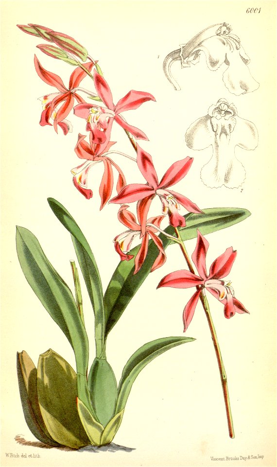 Cochlioda vulcanica (as Mesospinidium vulcanicum) - Curtis' 98 (Ser. 3 no. 28) pl. 6001 (1872)