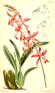 Cochlioda vulcanica (as Mesospinidium vulcanicum) - Curtis' 98 (Ser. 3 no. 28) pl. 6001 (1872). Free illustration for personal and commercial use.