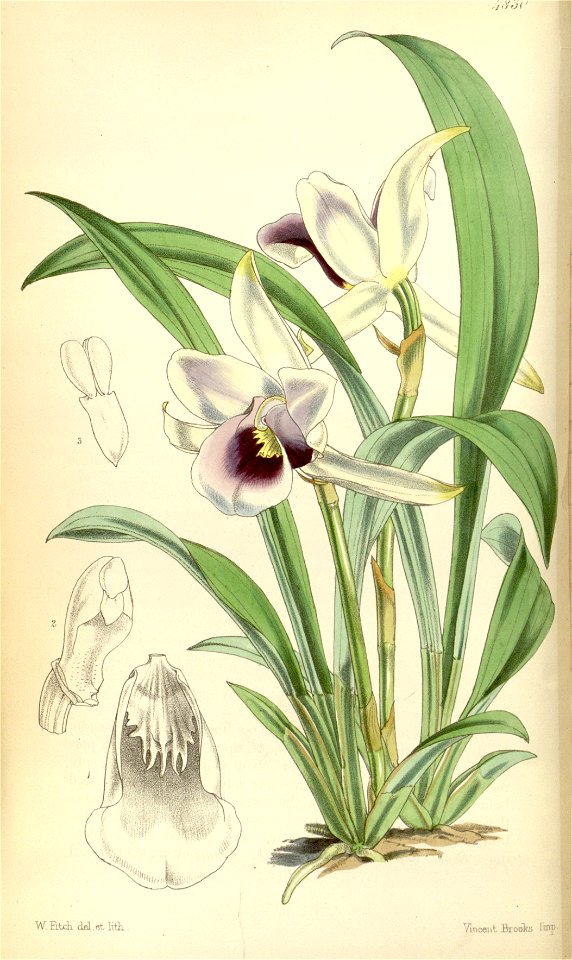 Cochleanthes discolor (as Warrea discolor) - Curtis' vol. 81 tab. 4830 (1855)