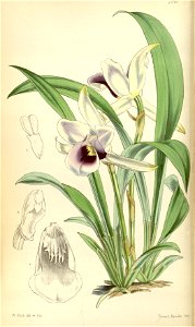 Cochleanthes discolor (as Warrea discolor) - Curtis' vol. 81 tab. 4830 (1855). Free illustration for personal and commercial use.