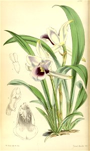 Cochleanthes discolor (as Warrea discolor) - Curtis' vol. 81 tab. 4830 (1855)