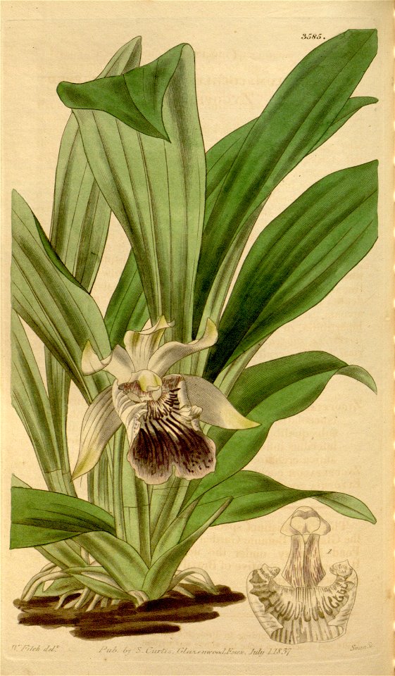 Cochleanthes flabelliformis ( syn. Zygopetalum cochleare) Curtis v. 64 pl. 3585