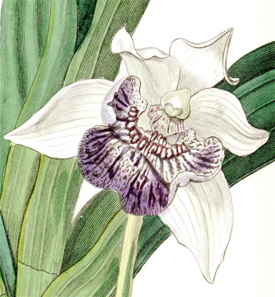 Cochleanthes flabelliformis - cutout - Edwards vol 22 pl 1857 (1836)