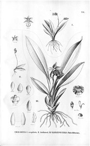 Cochleanthes flabelliformis