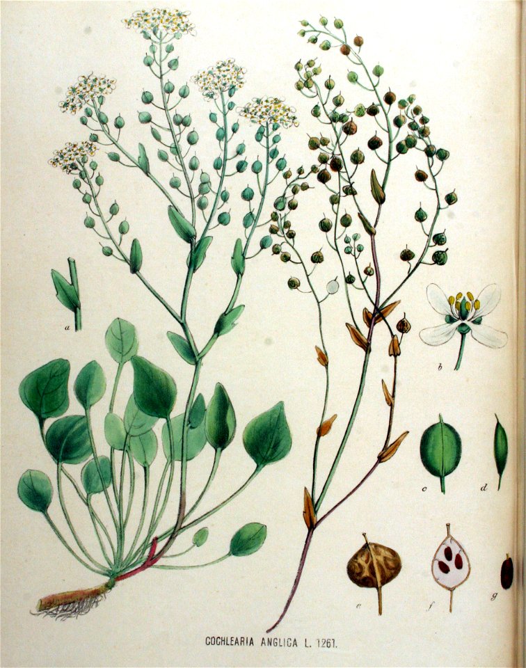 Cochlearia anglica — Flora Batava — Volume v16