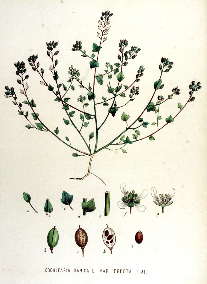 Cochlearia danica — Flora Batava — Volume v15