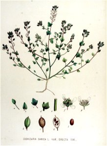 Cochlearia danica — Flora Batava — Volume v15