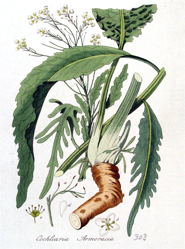 Cochlearia armoracia — Flora Batava — Volume v4