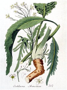 Cochlearia armoracia — Flora Batava — Volume v4