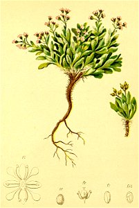 Cochlearia officinalis Atlas Alpenflora