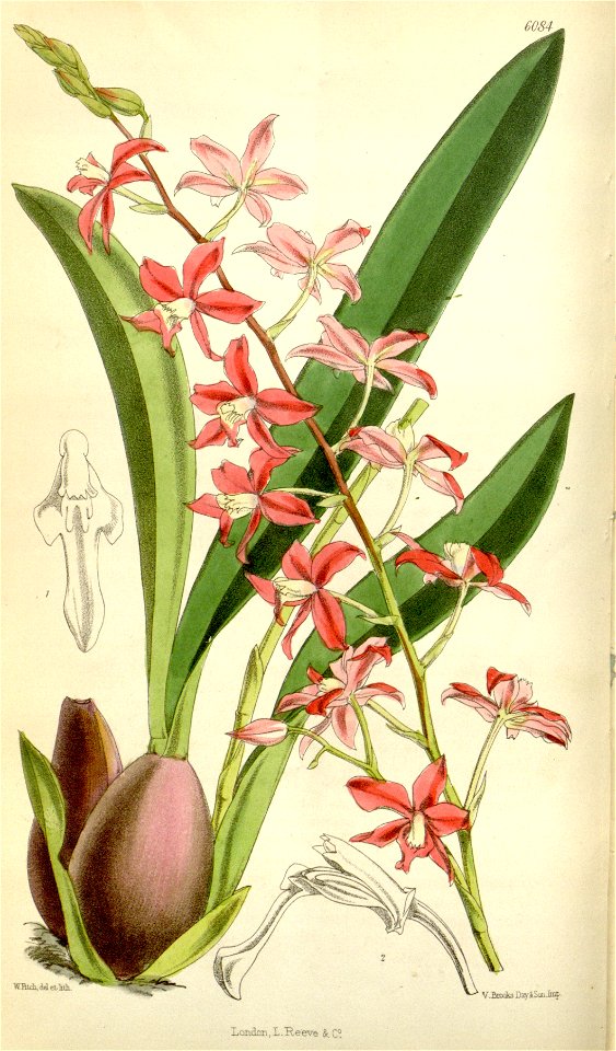 Cochlioda rosea (as Odontoglossum roseum) - Curtis' 100 (Ser. 3 no. 30) pl. 6084 (1874). Free illustration for personal and commercial use.