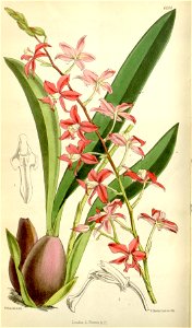 Cochlioda rosea (as Odontoglossum roseum) - Curtis' 100 (Ser. 3 no. 30) pl. 6084 (1874)