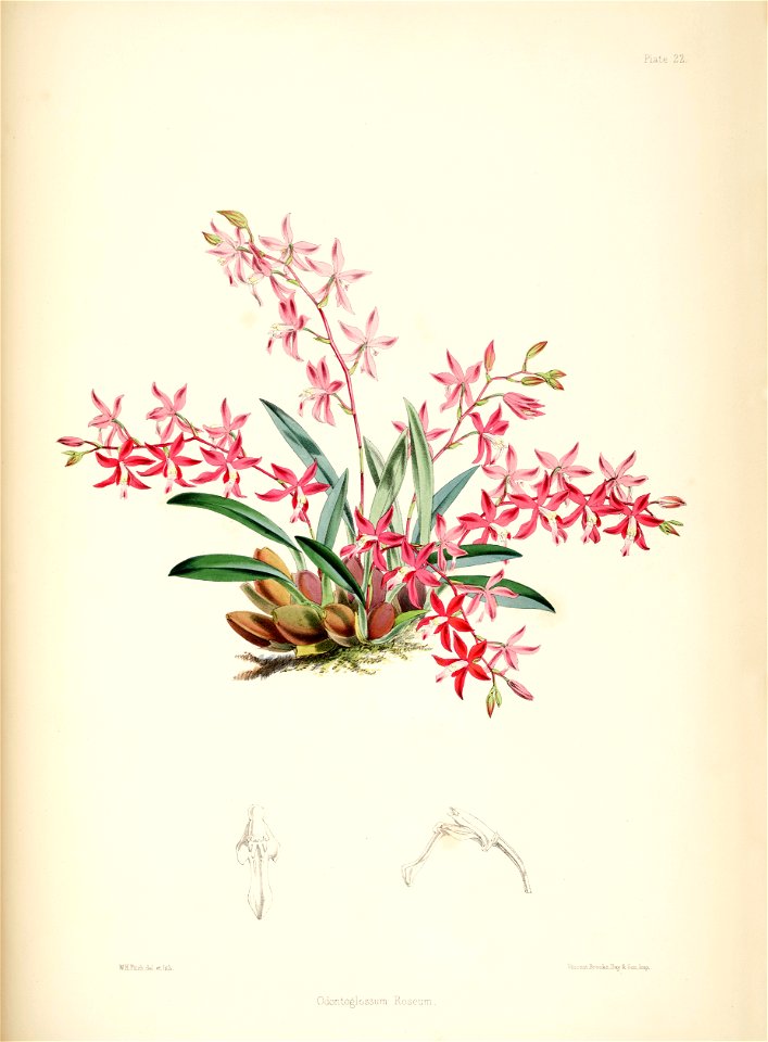 Cochlioda rosea (as Odontoglossum roseum) - pl. 22 - Bateman, Monogr.Odont