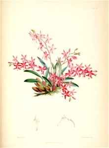Cochlioda rosea (as Odontoglossum roseum) - pl. 22 - Bateman, Monogr.Odont. Free illustration for personal and commercial use.