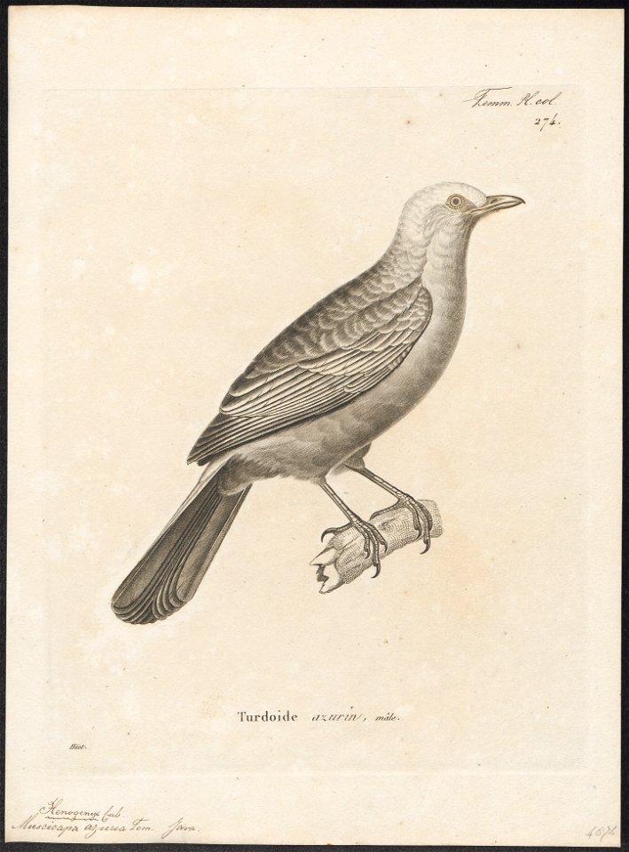 Cochoa azurea - 1700-1880 - Print - Iconographia Zoologica - Special Collections University of Amsterdam - UBA01 IZ16500135