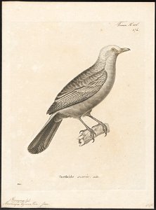 Cochoa azurea - 1700-1880 - Print - Iconographia Zoologica - Special Collections University of Amsterdam - UBA01 IZ16500135