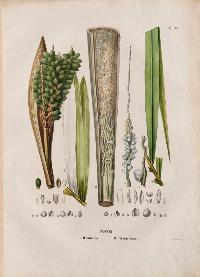 Cocos I. II. comofa. III - nucifera, da Coleção Brasiliana Iconográfica