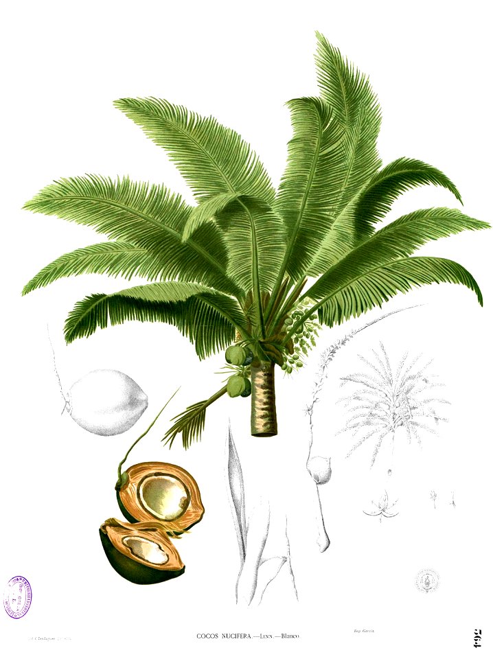 Cocos nucifera Blanco2.364