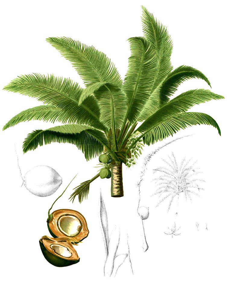 Cocos nucifera Blanco2.363-cropped