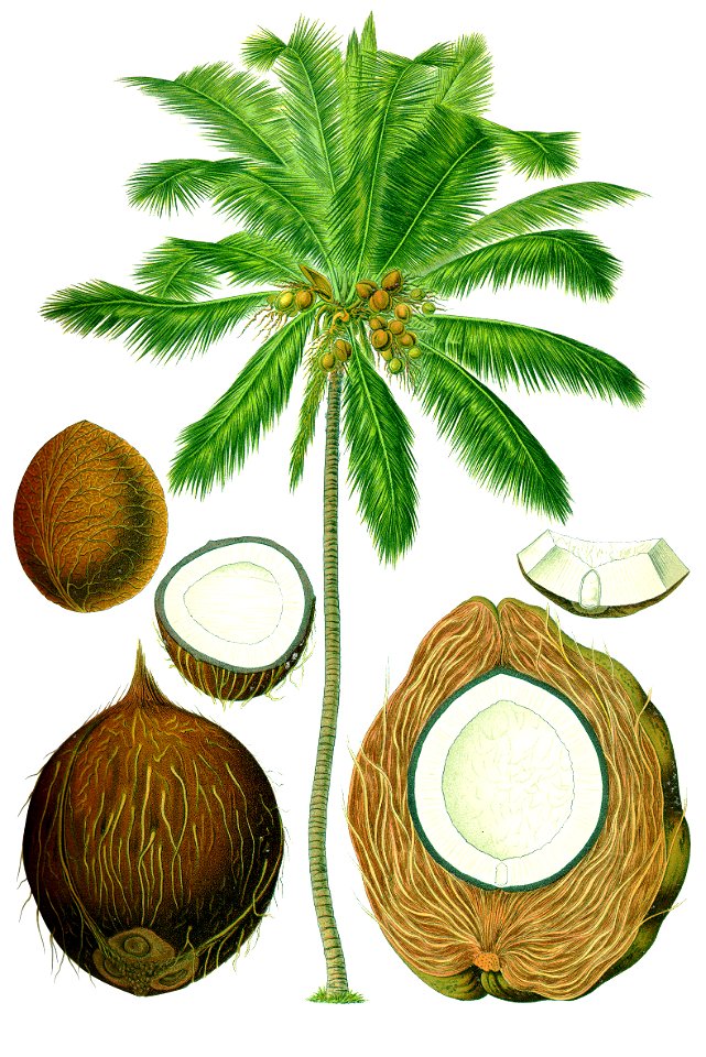 Cocos nucifera - Köhler–s Medizinal-Pflanzen-187. Free illustration for personal and commercial use.