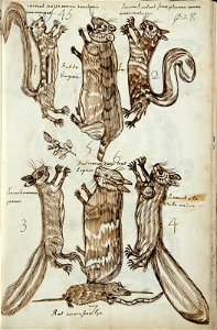 Codex canadensis, p. 28